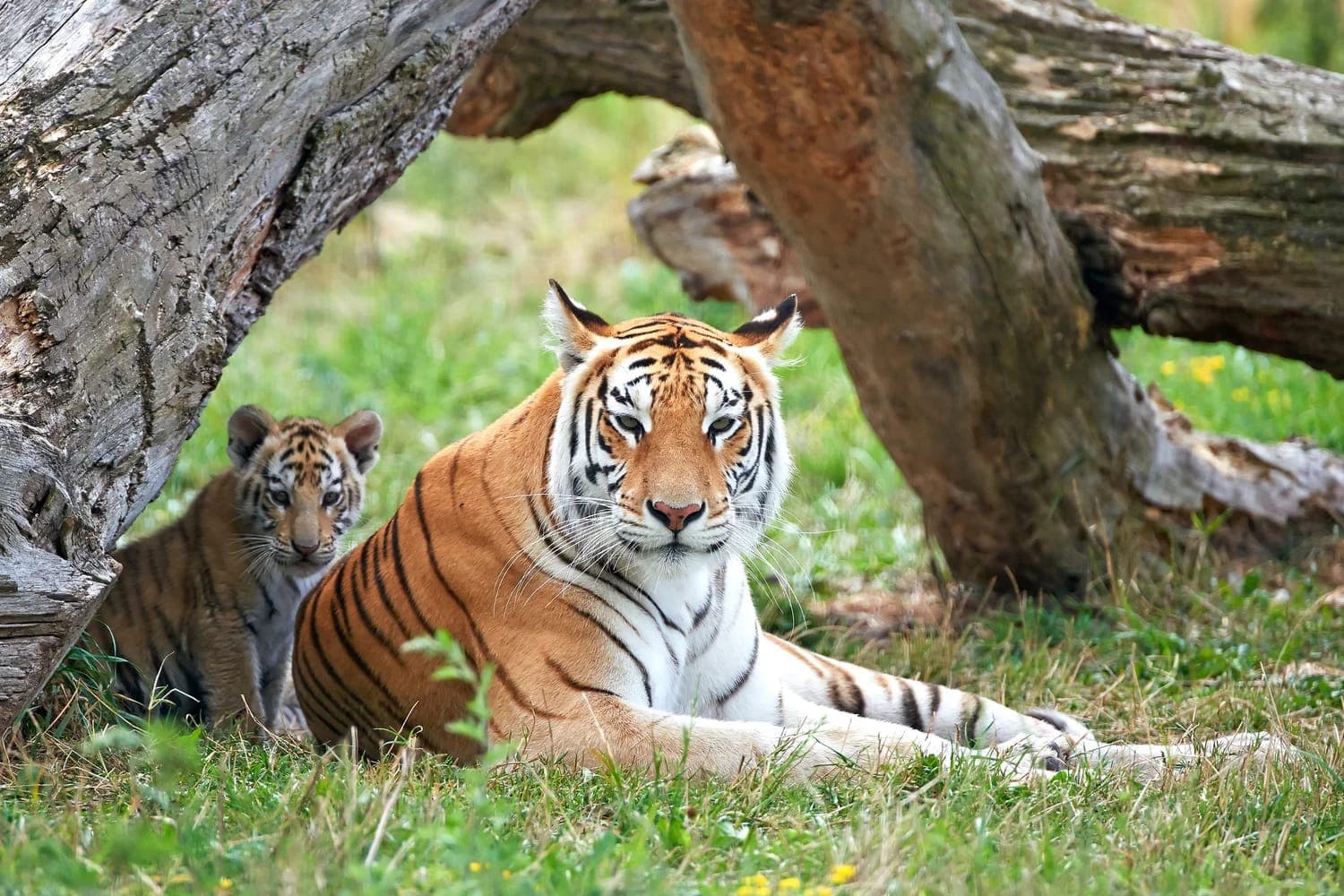 Rattling Cages Without Losing Your Tigers
