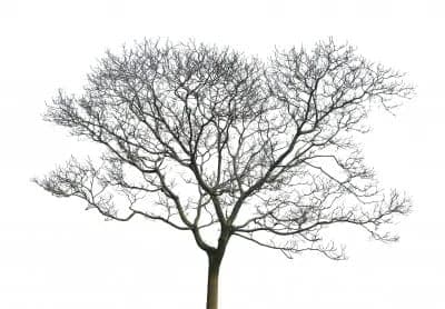 Dying, Dead ... Or Just Dormant?