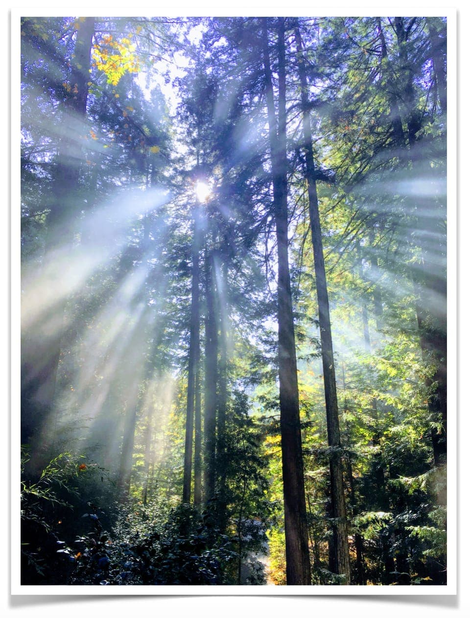 See the Forest
