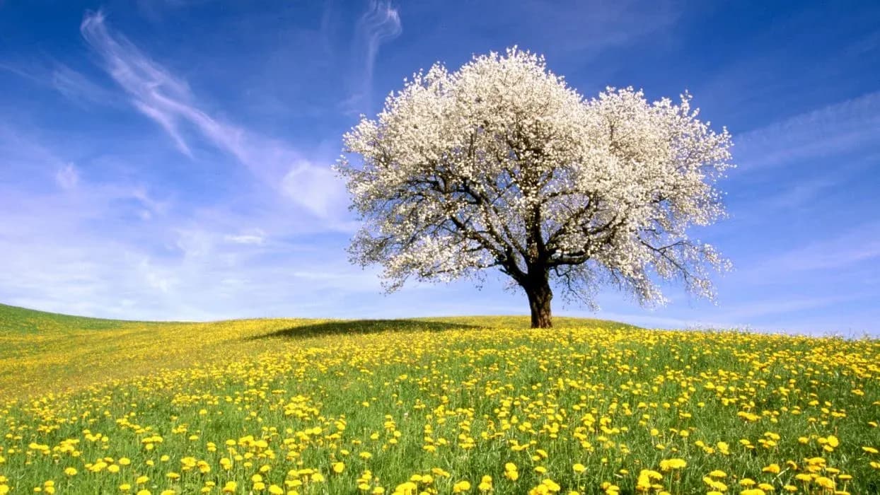 bloom.jpg