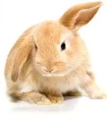 Lop-Ear-Bunny-Orange-One-Flopped-Ear.jpg